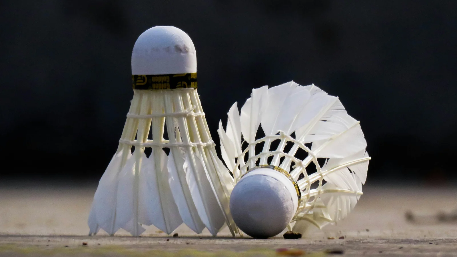 Close-up of two badminton shuttlecocks showing feathered construction